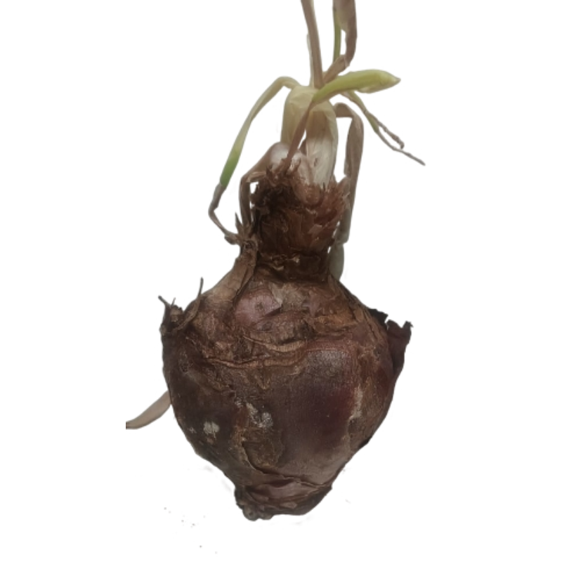 Sgenama Bulb