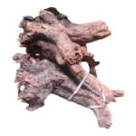 Mayisaka Obovu